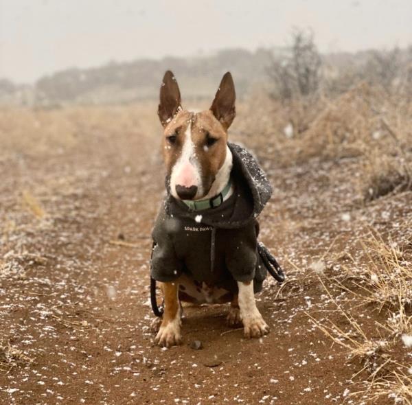 /Images/uploads/The Santa Fe New Mexican/santafepetcontest/entries/34062thumb.jpg